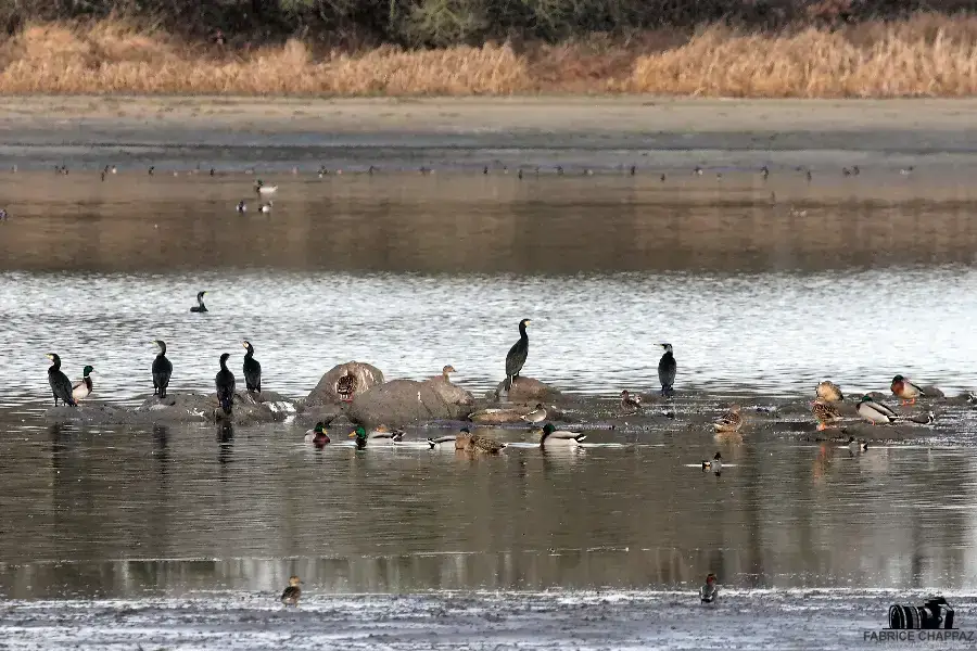 Chemin de halage bordant un canal du Marais Poitevin en Vendée